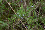 Ozark calamint